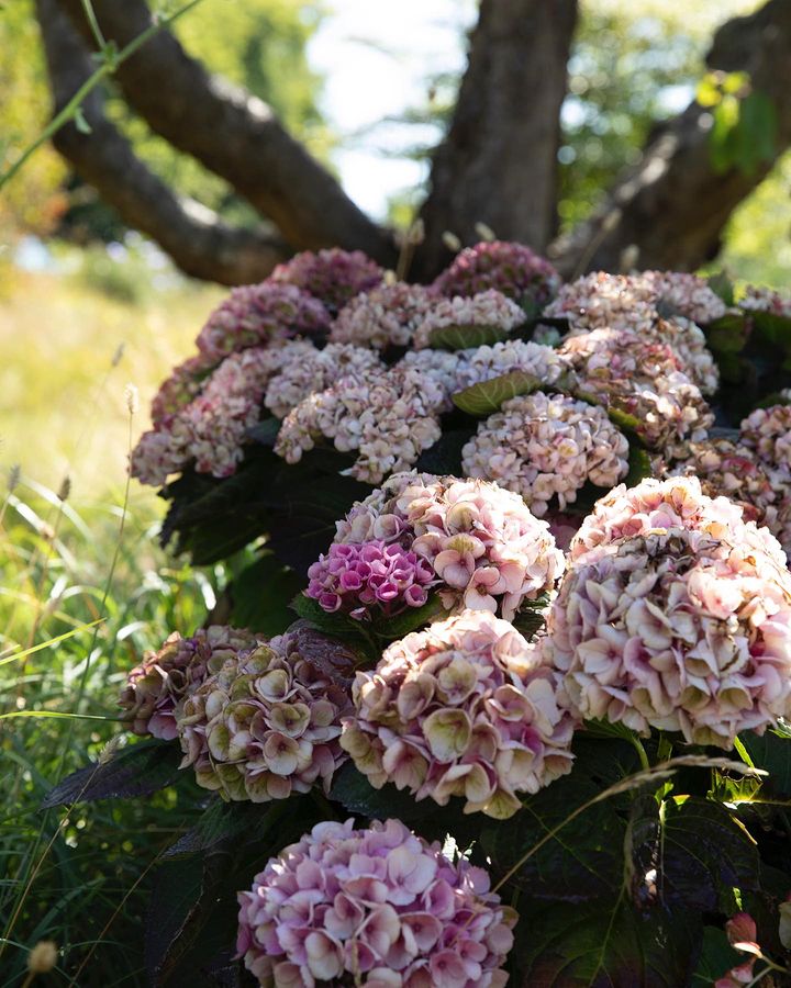 A bunch of Hydrangeas bloom with phosphorous fertilizer in zone 7