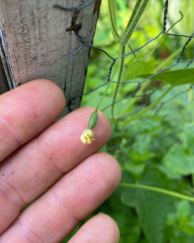 A person is showing the fruit of the Kuska plant