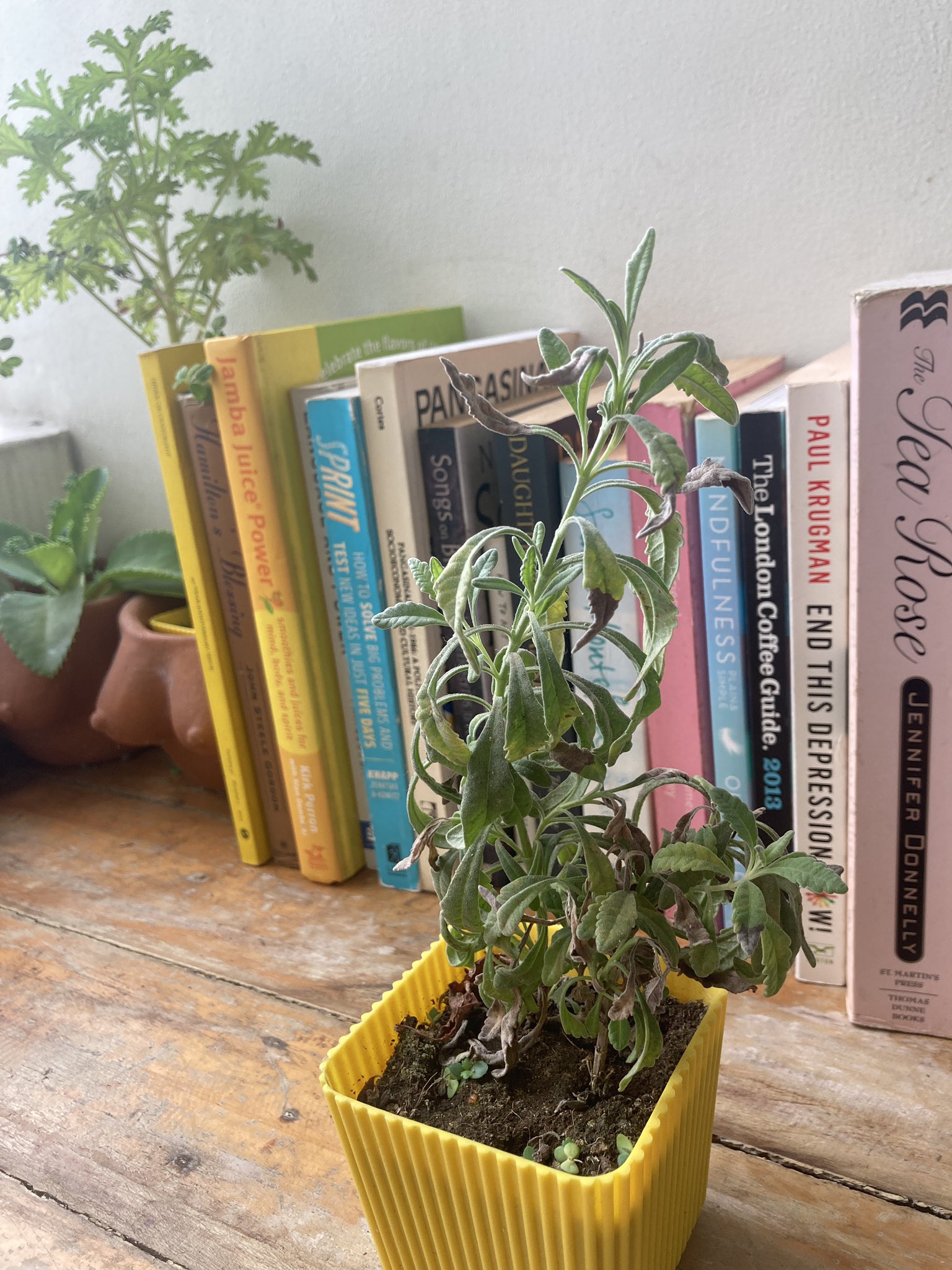 An overwatered Lavender plant causing the leaves to turn black.