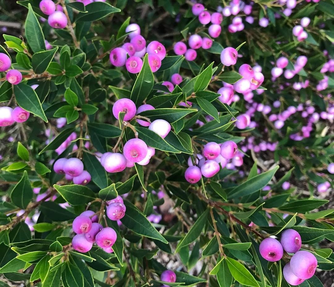 Lilly Pilly Fruit Flamboyant Superfood [With Secrets To Harvest]