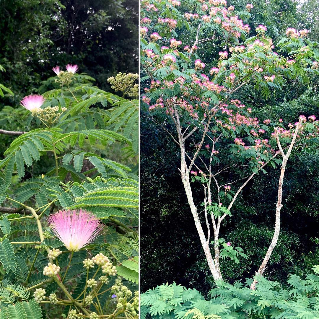 The flower and foliage of Mimosa tree