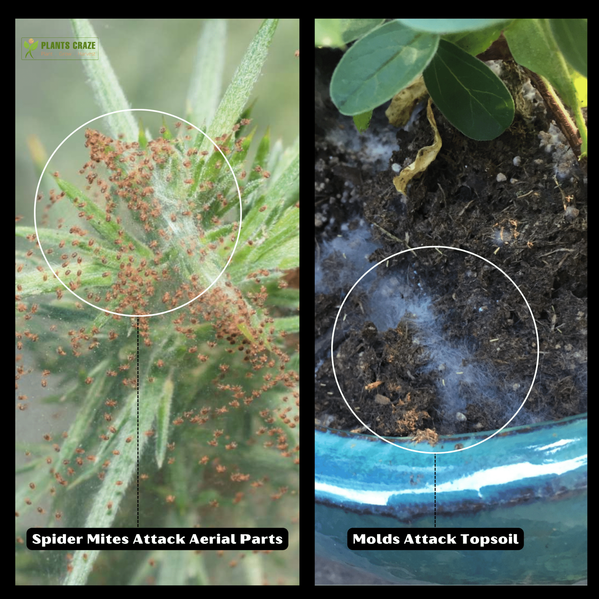Tips To Get Rid Of Spider Plant Mold [Best Hacks Served]