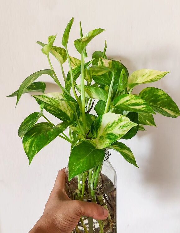 A person is holding on a money plant