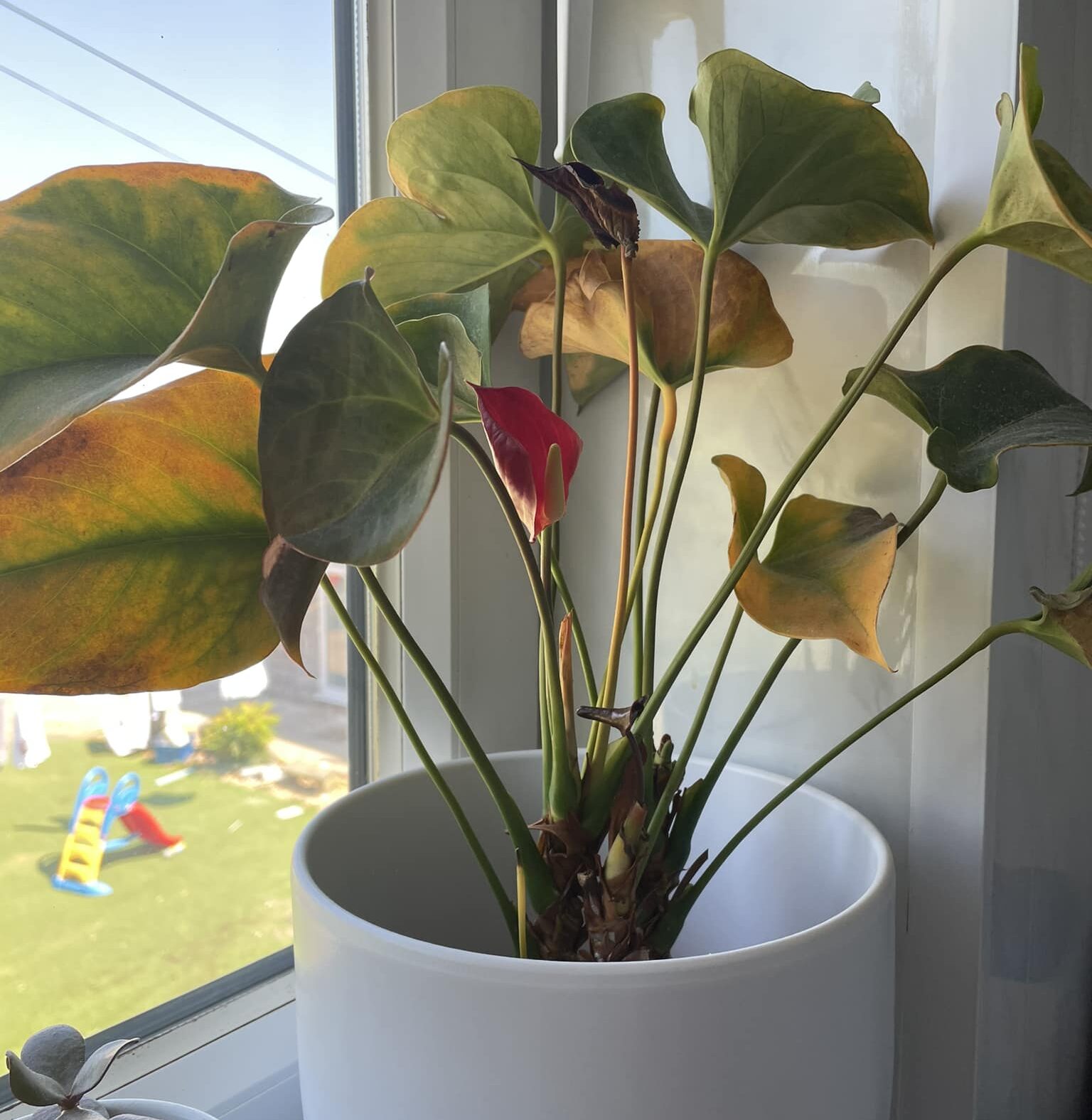 Why Do Plants Droop At Night? [Explaining The Right Cause]