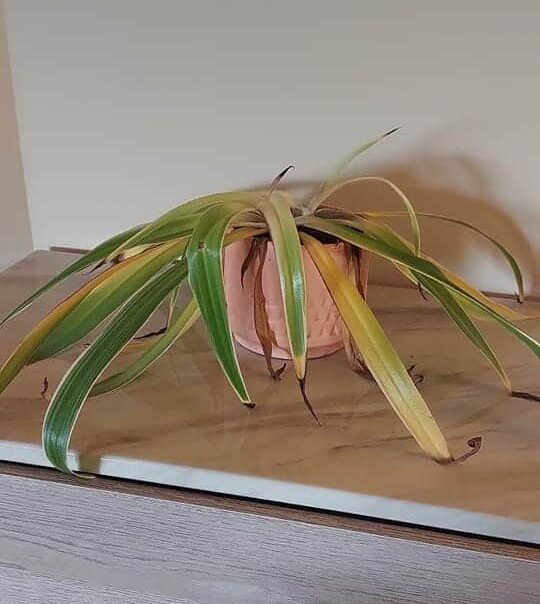 Image represents overwatered Spider Plant