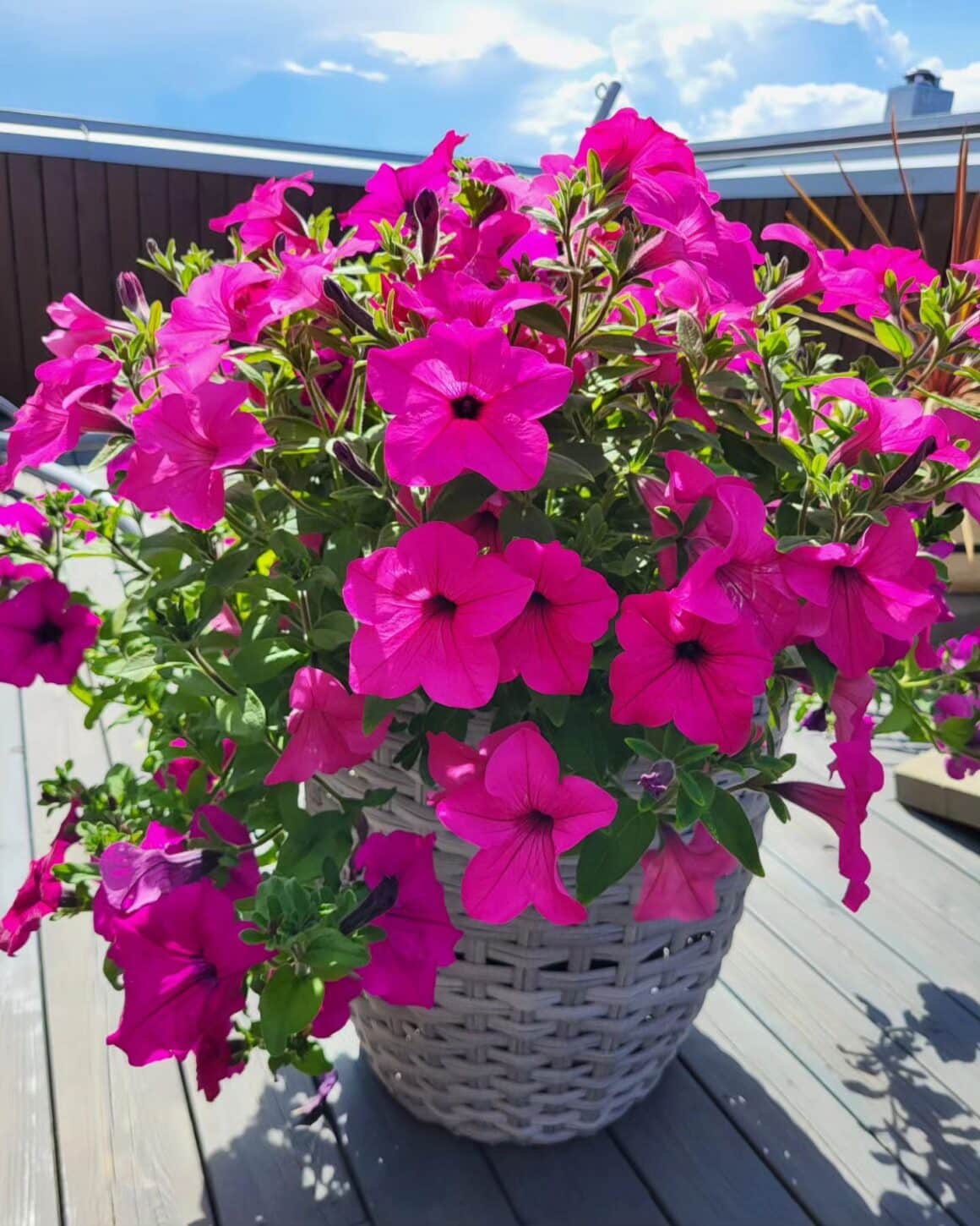 How Long Do Petunias Last In Pots? [How To Prolong Lifespan]