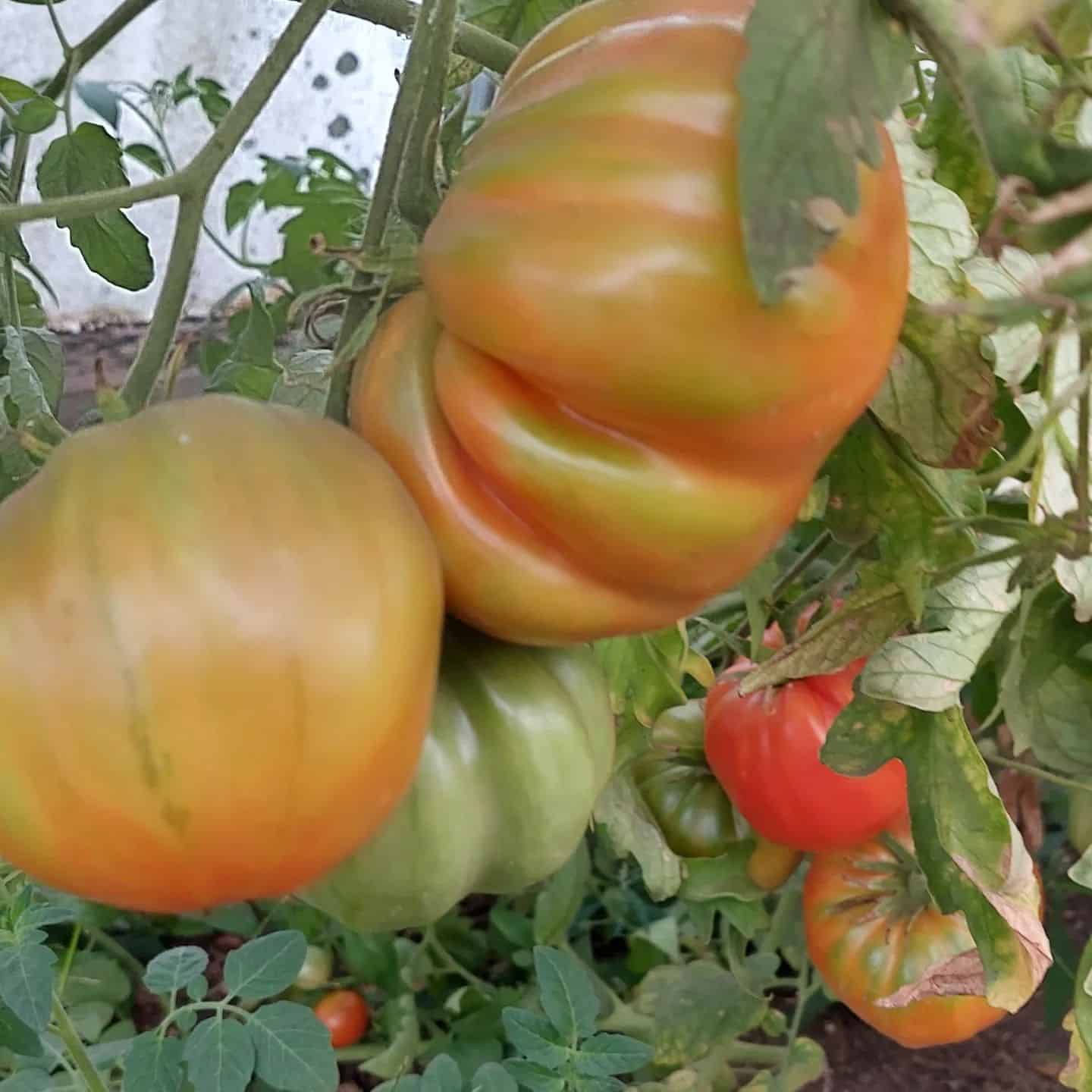 Bid pineapple tomatoes on vine