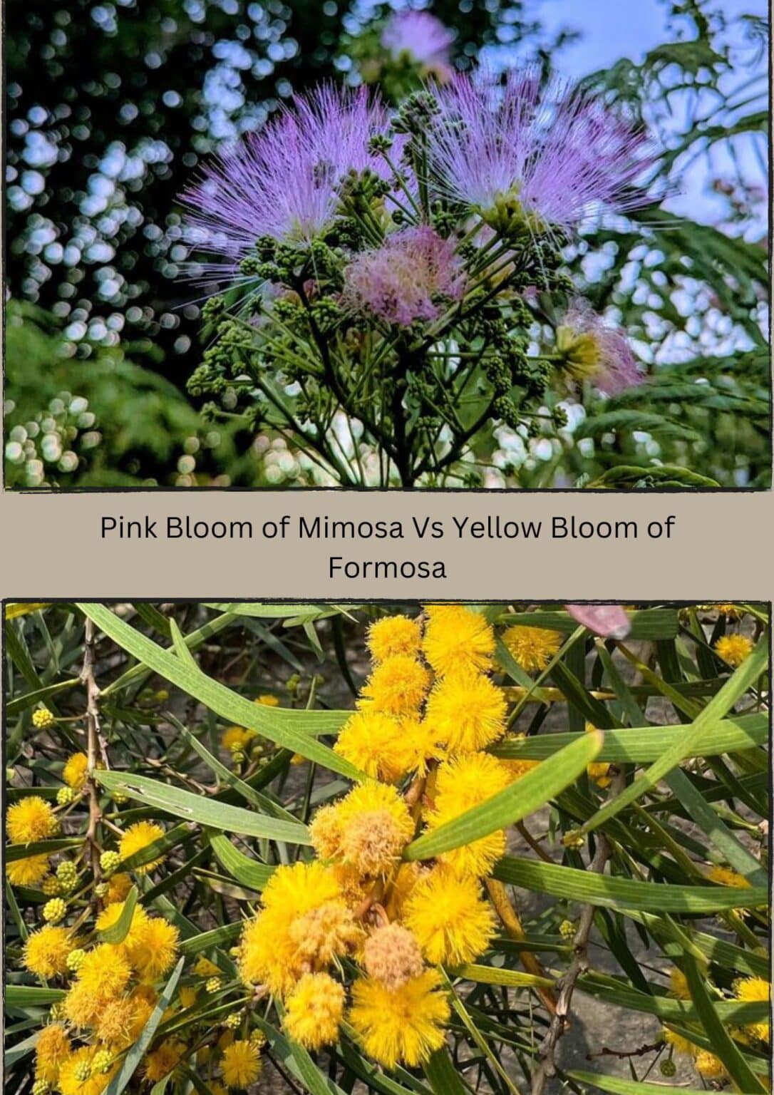 Formosa Tree Vs Mimosa Tree [5 Differences You Did Not Know!]