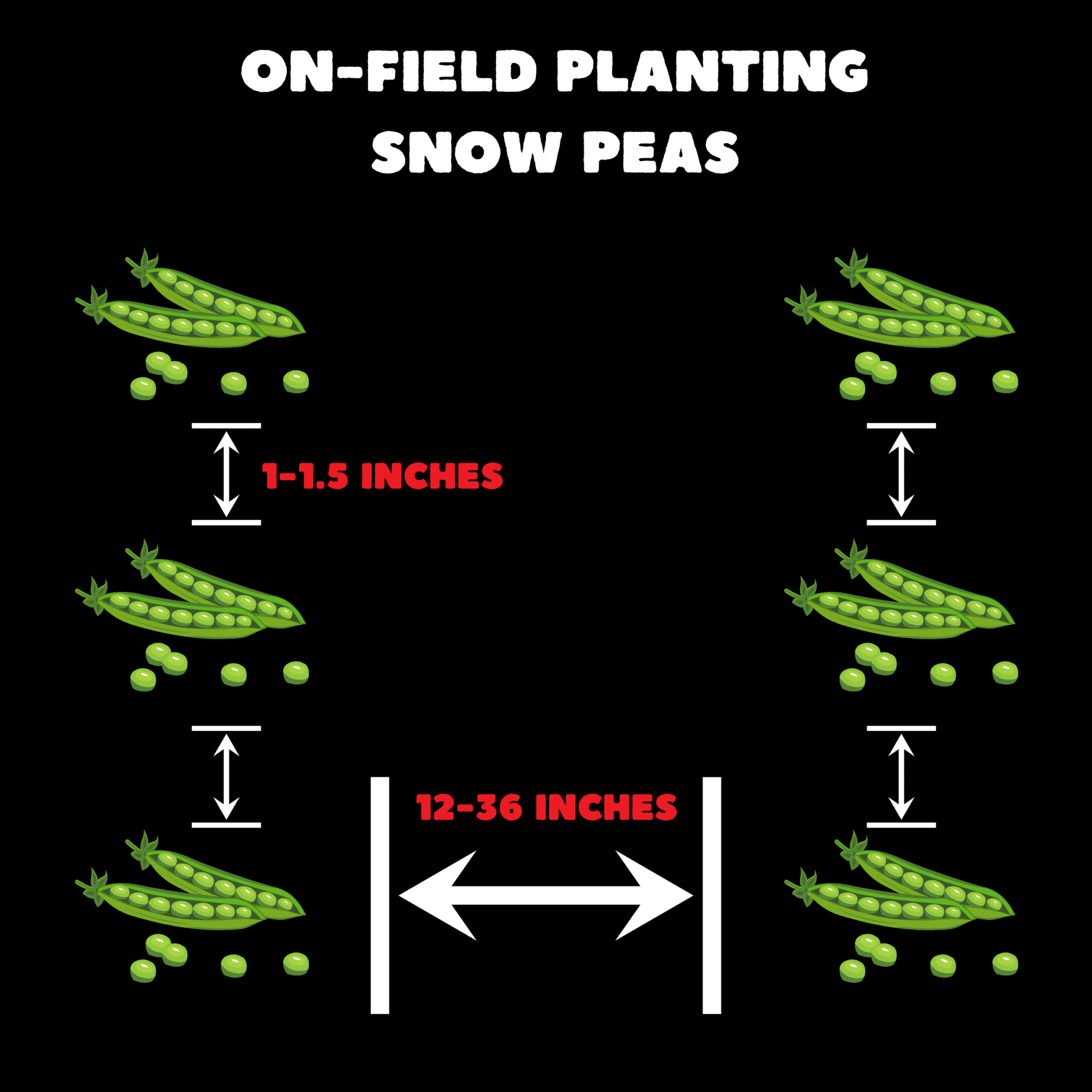 Image illustrates the distance required for planting Snow Peas