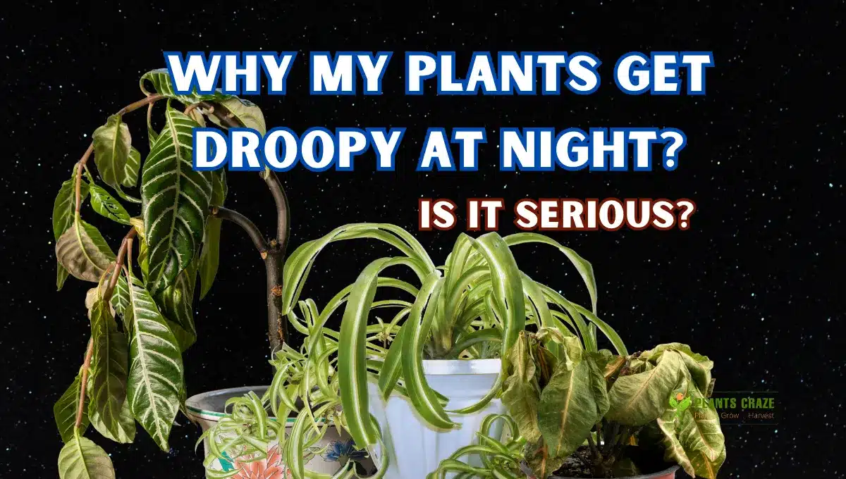 Why Do Plants Droop At Night? [Explaining The Right Cause]