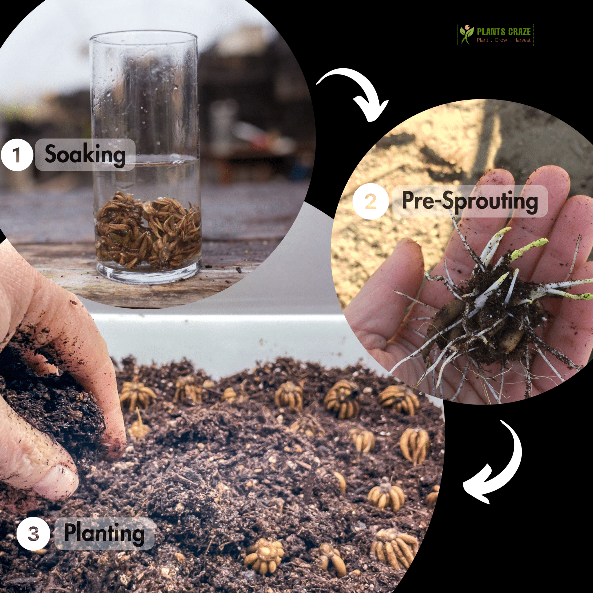 Image illustrates the steps to plant Ranunculus corms