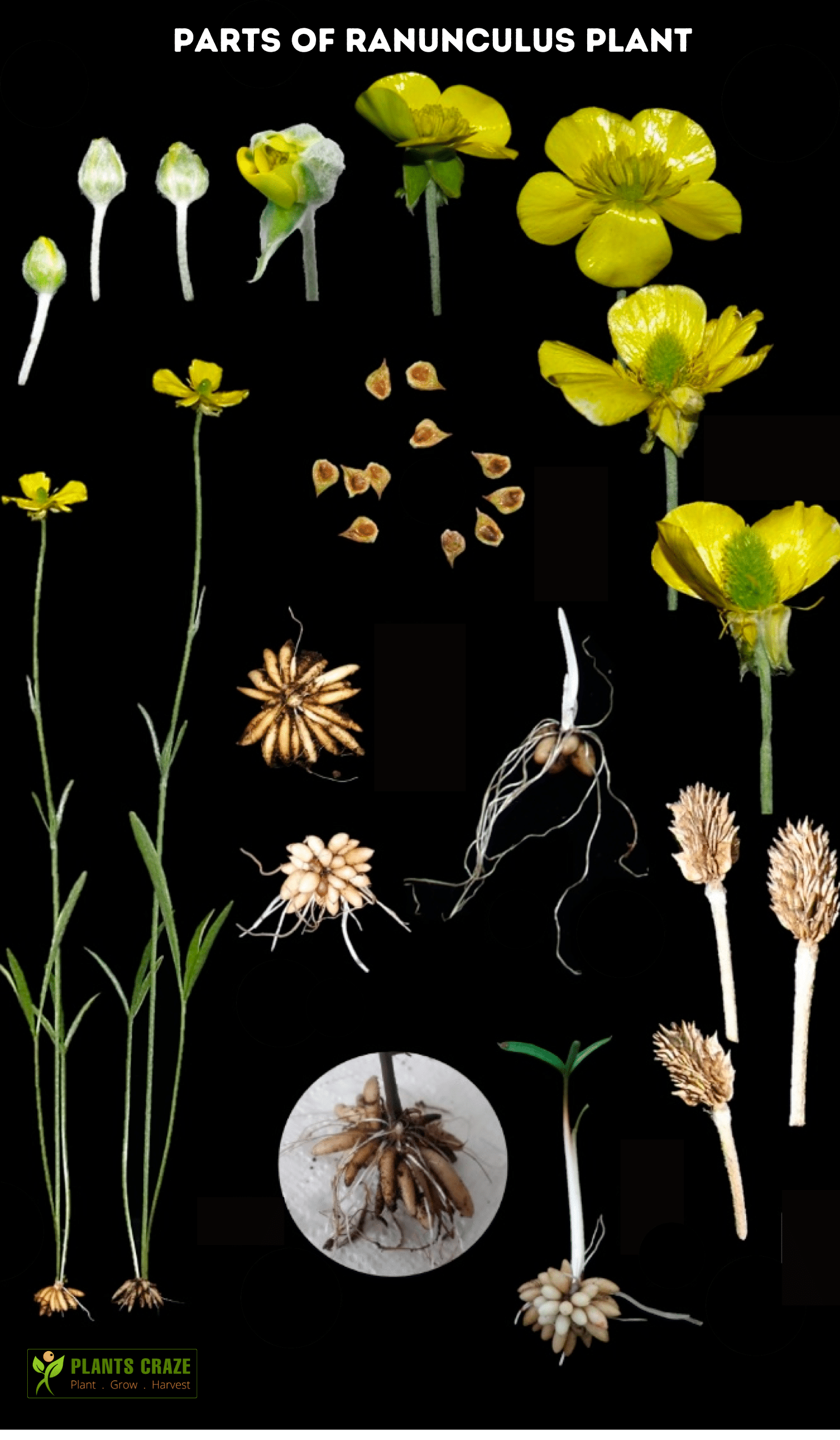 Image illustrates parts of Ranunculus plant