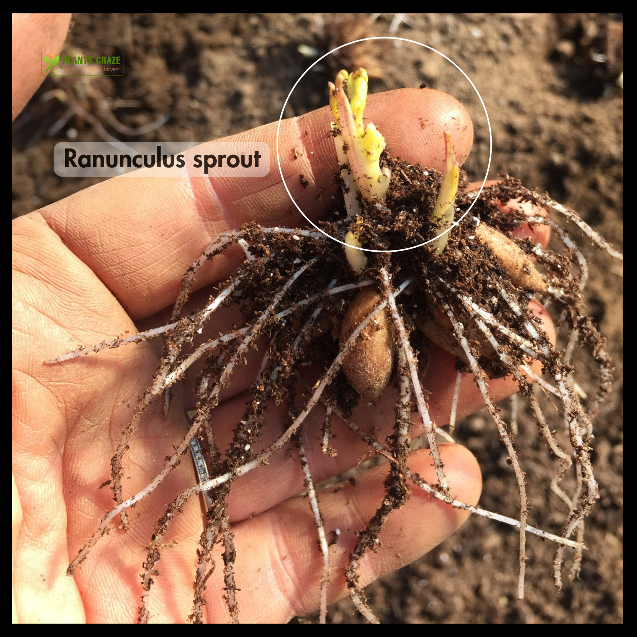 Image illustrates sprouting Ranunculus corm