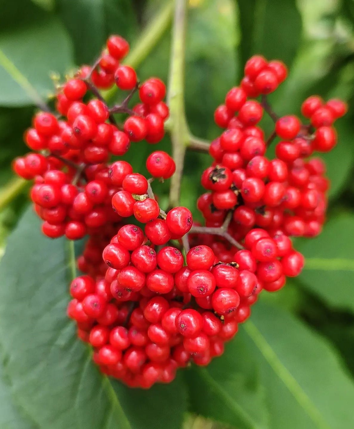 The clone berries of Red Elderberry