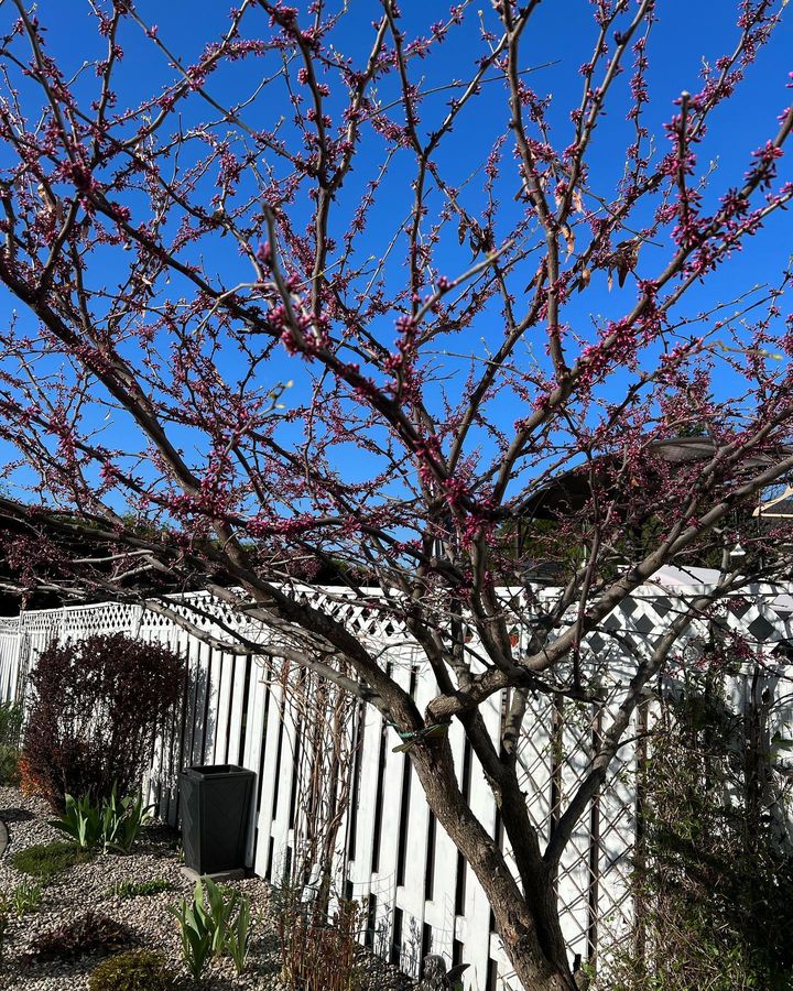 An Eastern Redbud tree loosing its vigor due to old stage.