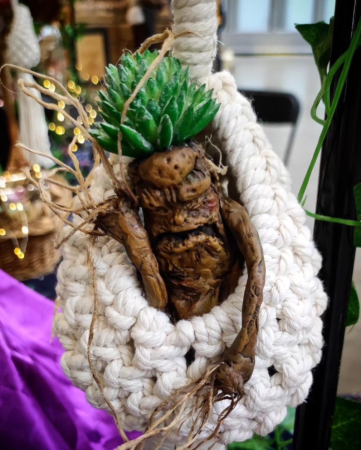 A bag is holding the root of Mandrake plant