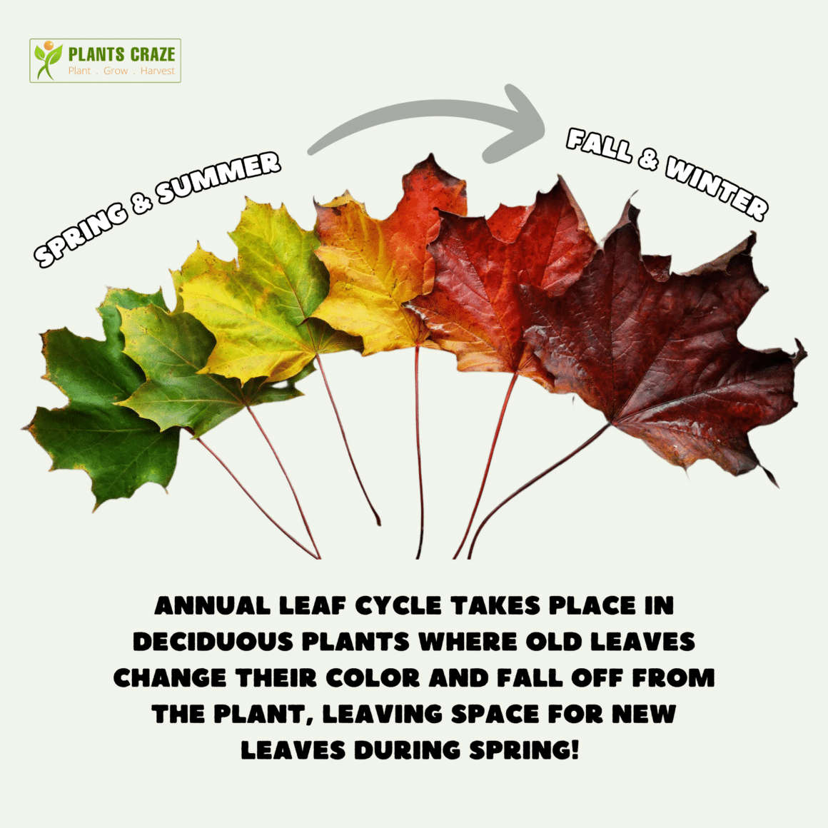 Is Leaves Changing Color A Chemical Change? [Shocking Truth]