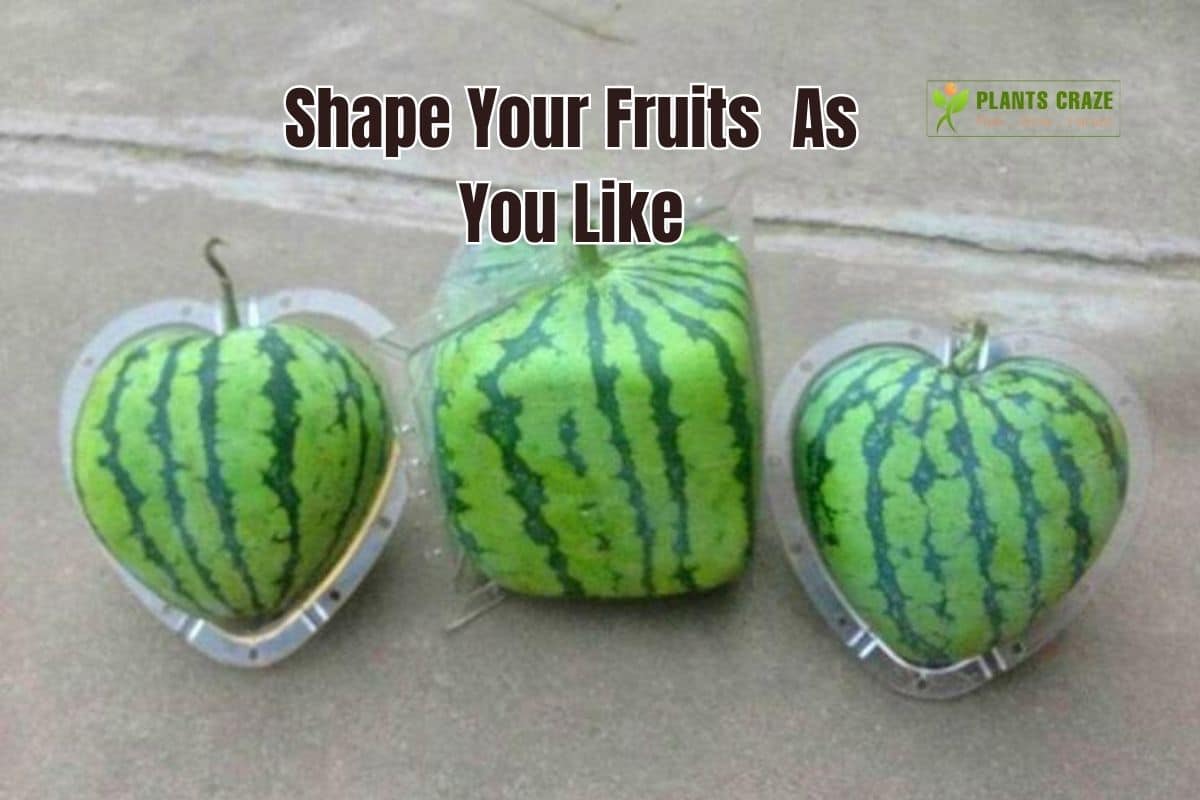 Ultimate Guide To Fruit Molding [Art To Desired Fruit Shapes]