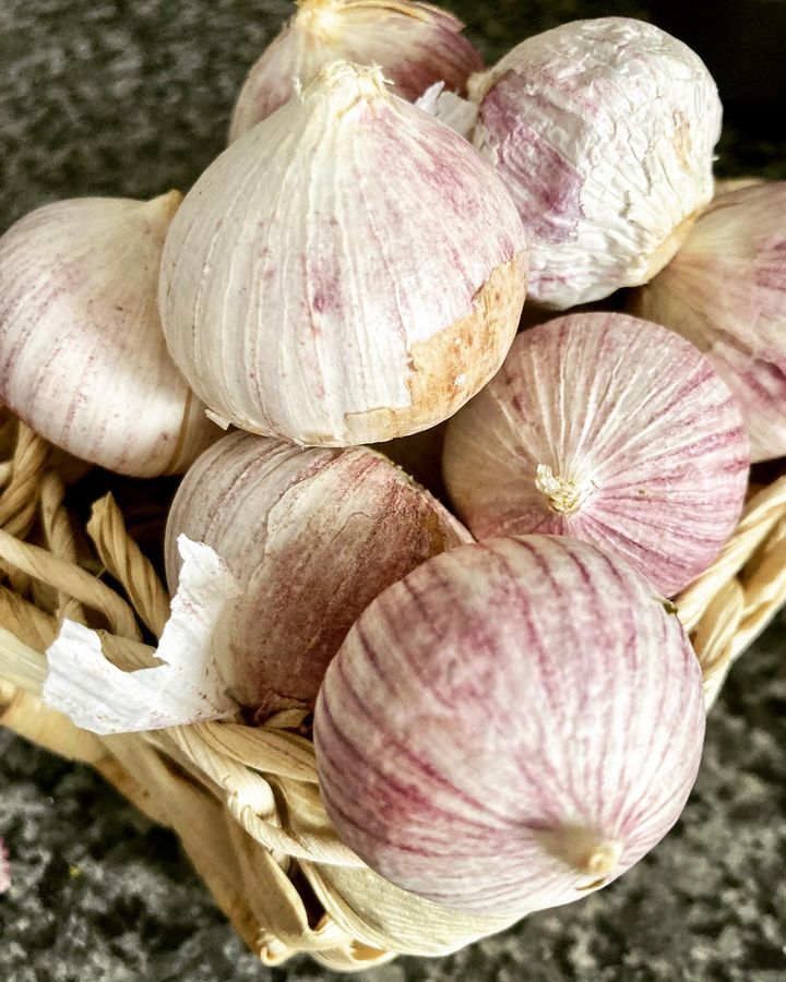 Numbers of Cloveless garlic seed in a wooden basket.