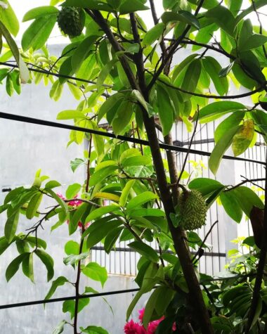 Why Is Soursop Banned In The US? [Just a Rumor or a Fact?]