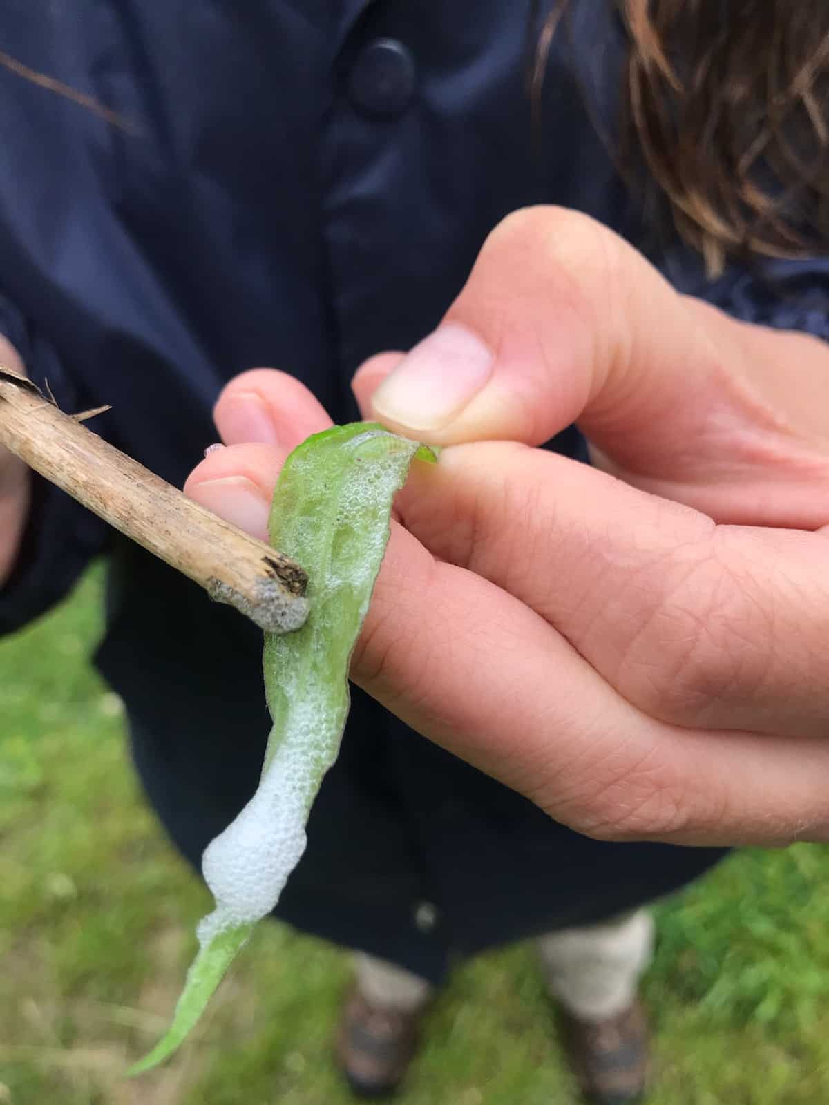 Image represents Spittlebug foamy substance on plants