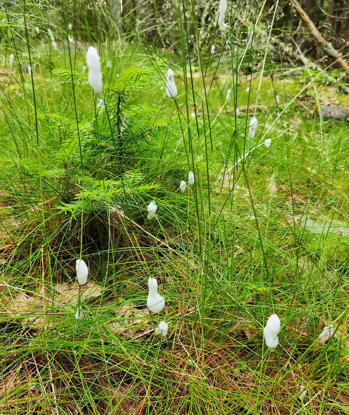 Image represents Spittlebug infestation and foamy substance on plants