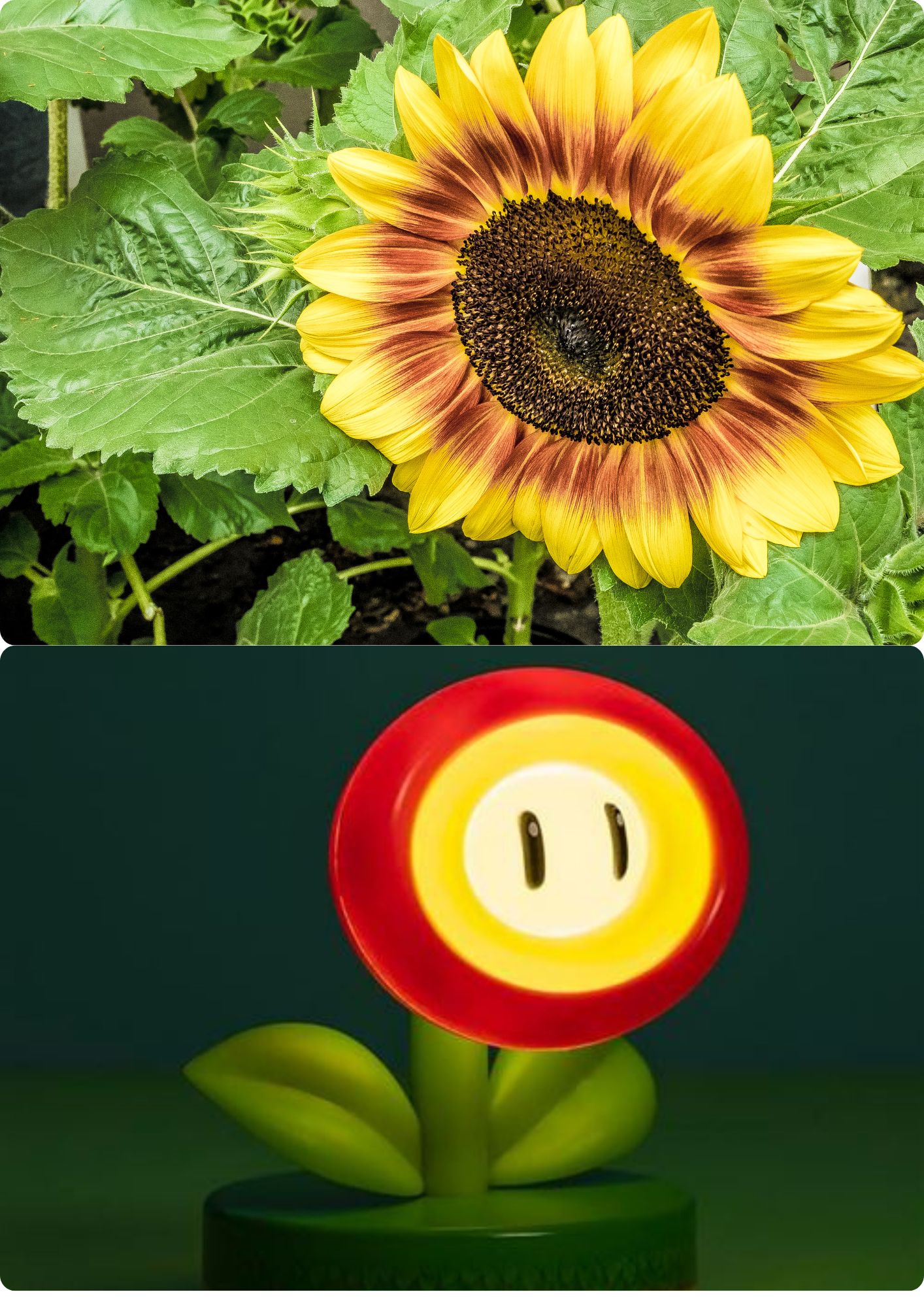 Sunflower and Fire flower collage