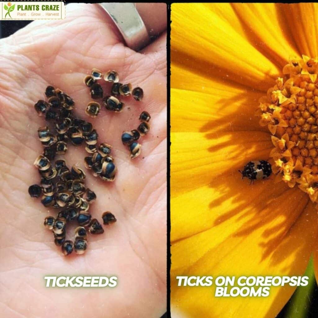 A collage of tickseeds on the left and ticks on a flower on the right.