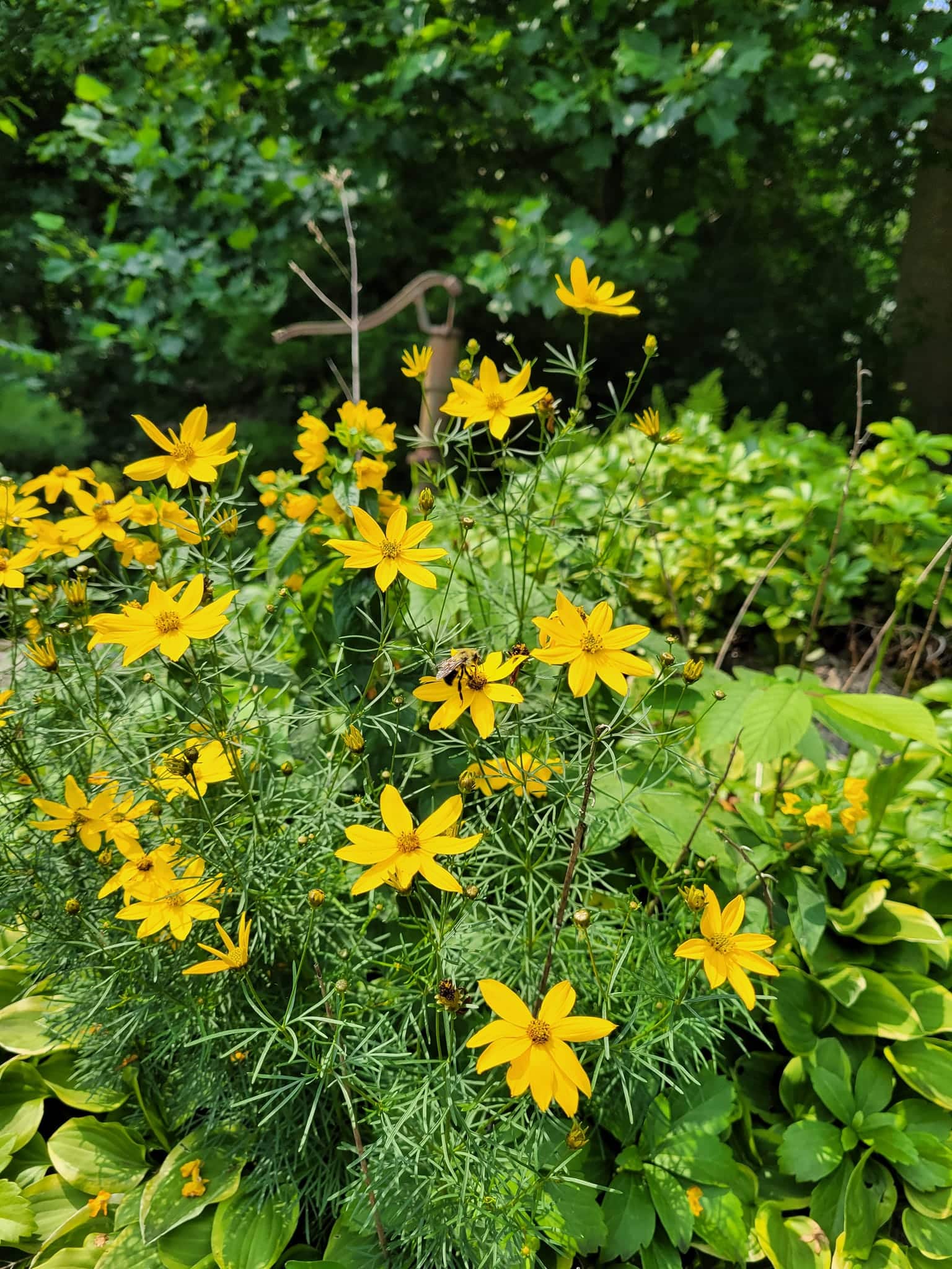 Tickseed Spread in the jungle