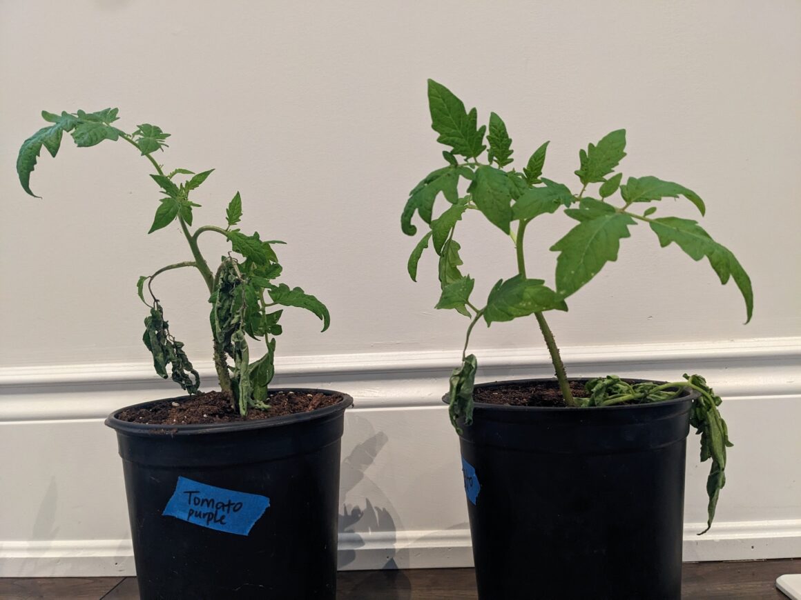 Why Do Plants Droop At Night? [Explaining The Right Cause]