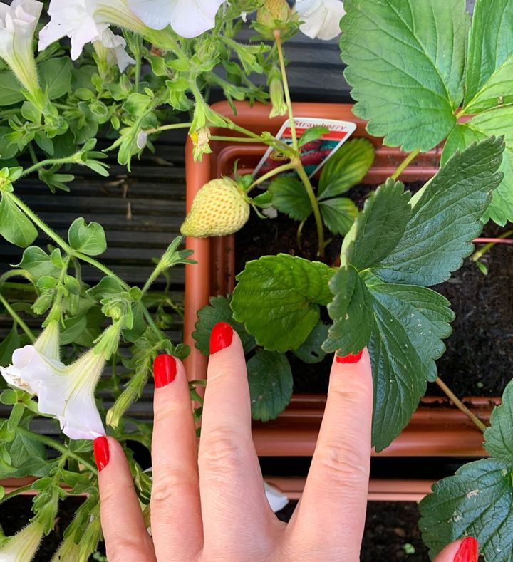 A person is showing Strawberries that are yet to ripen