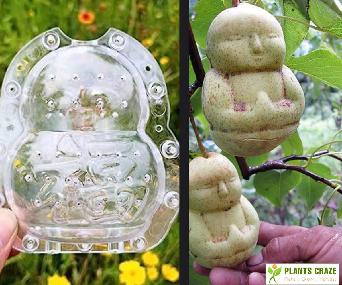 Buddha Shaped fruit with molding kit