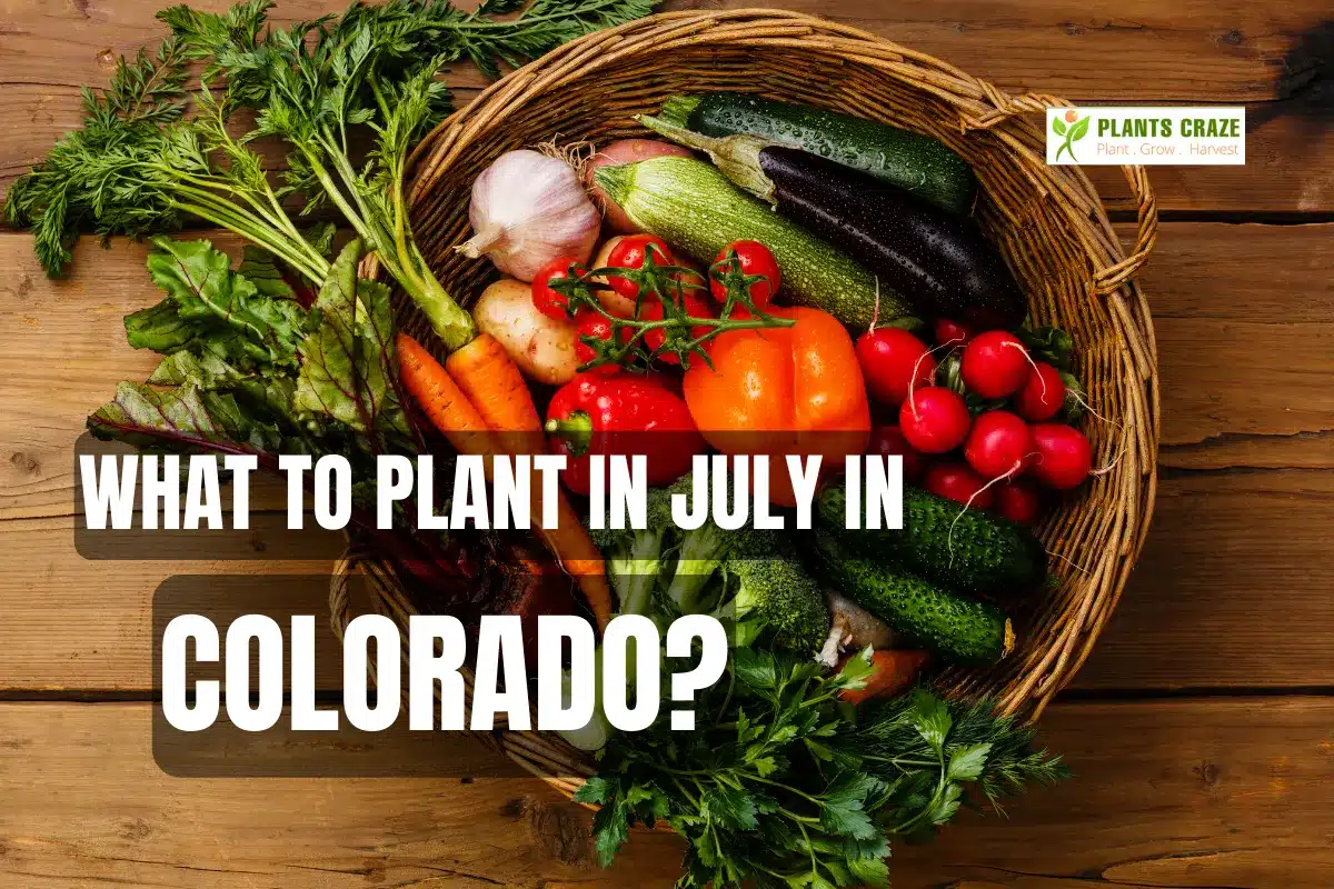 What to Plant in July in Colorado? [5 Different Categories of Plants]