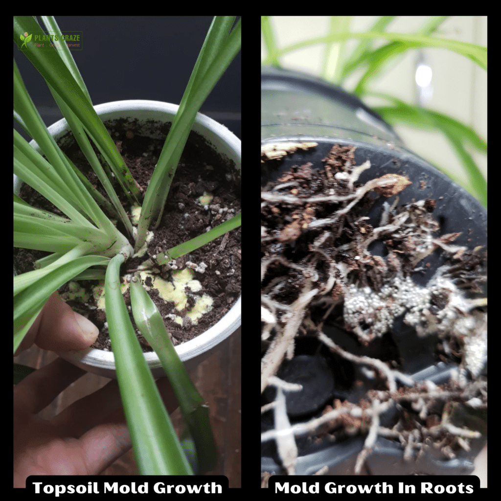 Image illustrates Spider Plant molds