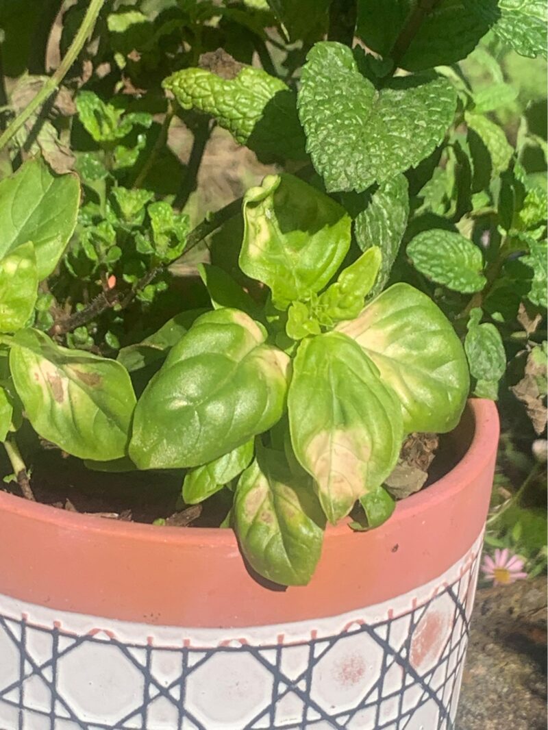 Basil Leaves Turning White, Black, Brown & Yellow Causes+Fixes
