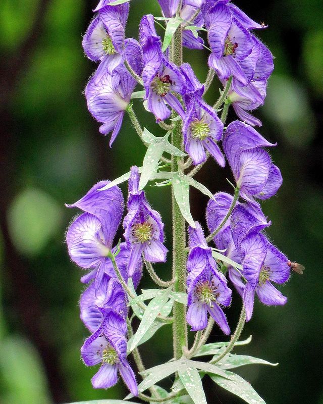 Purple blooms on Wolfsbane 