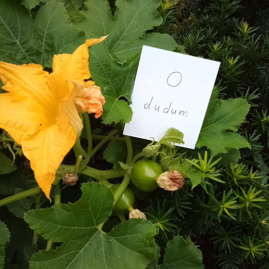 A pumpkin plant with a flower and two young babies pumpkins growing