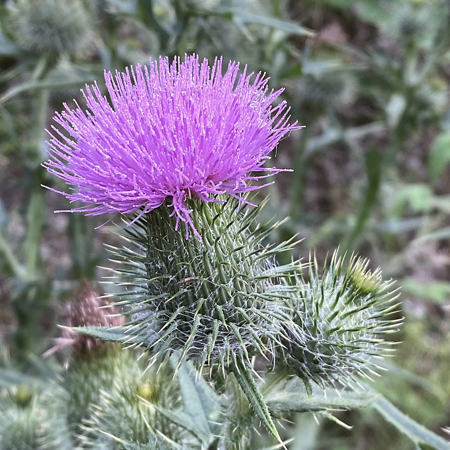 Top 5 Bull Thistle Medicinal Uses You Must Know