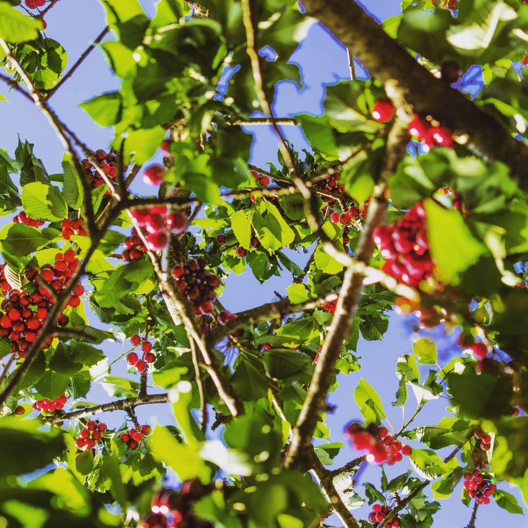 ripening cherry fruits on the tree