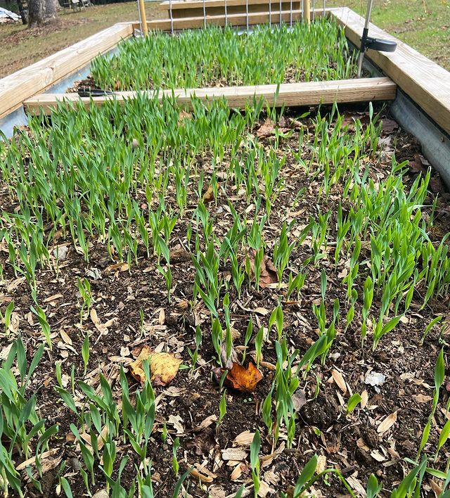 Winter Rye seeding for cover crop