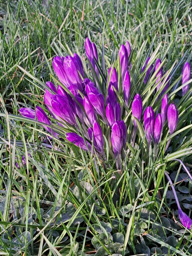 crocus flower deer resistant