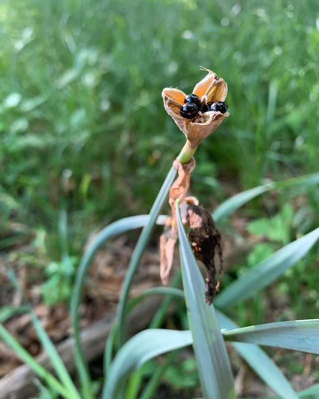 daffodils can spread via seeds