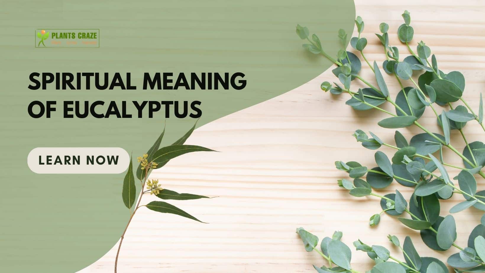 What Is Eucalyptus Spiritual Meaning? [OMG This Plant!]