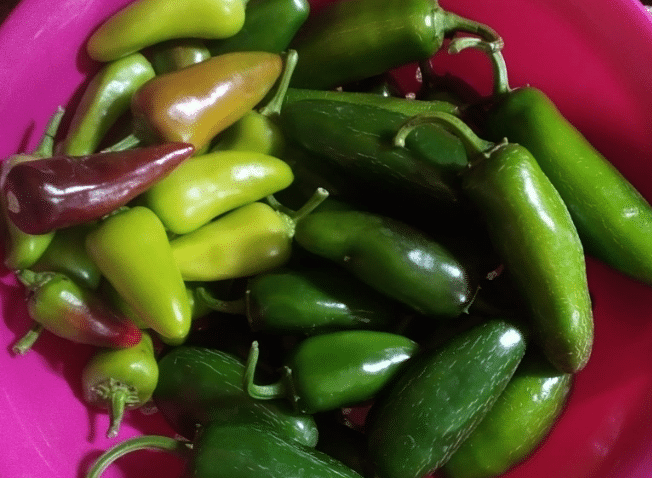 jalapenos hotter when they turn red