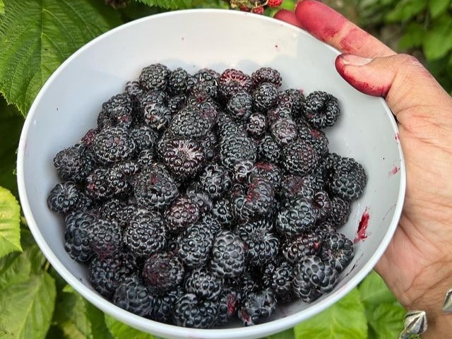 how-to-clean-blackberries-is-it-important-9-cleaning-tips