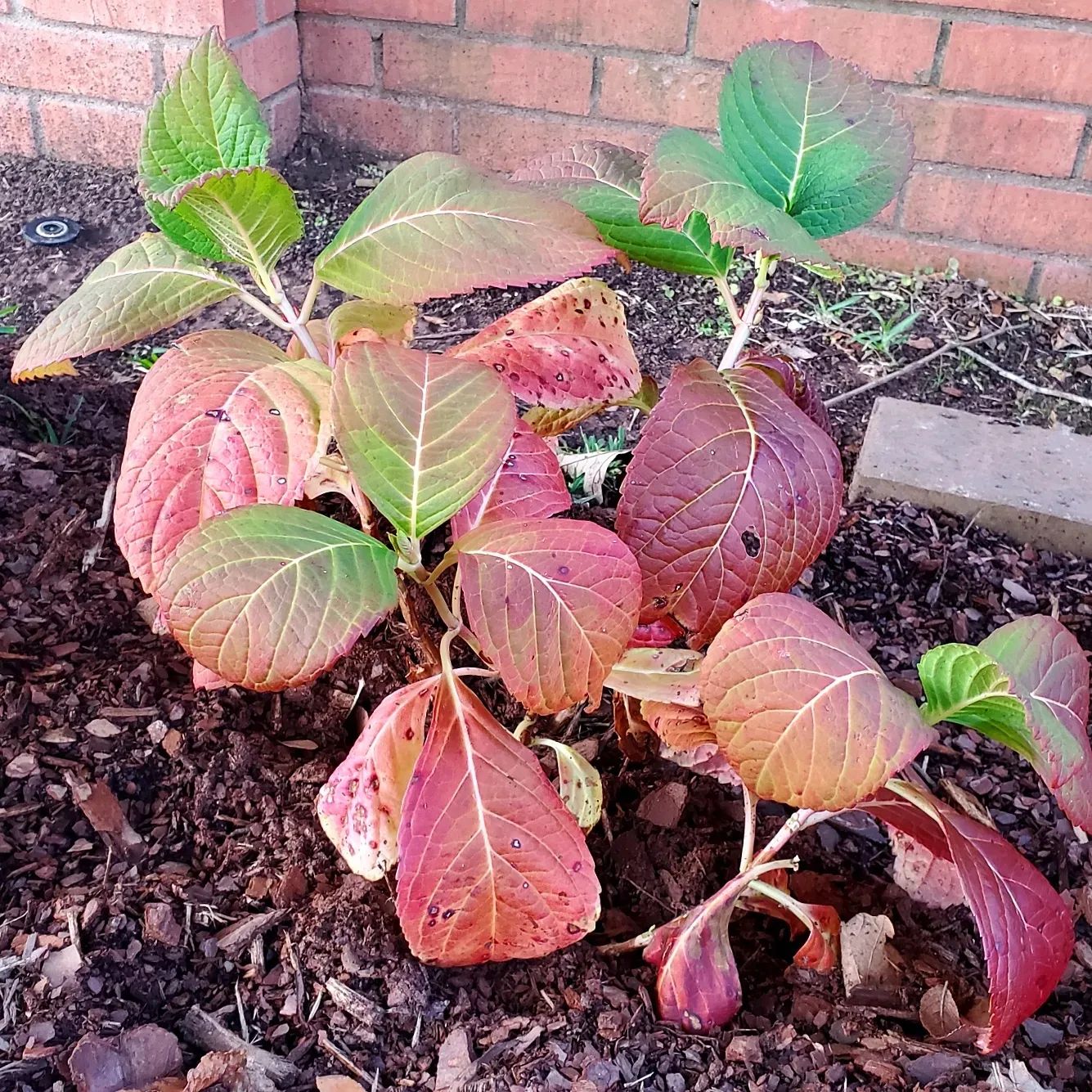 hydrangea growing outside