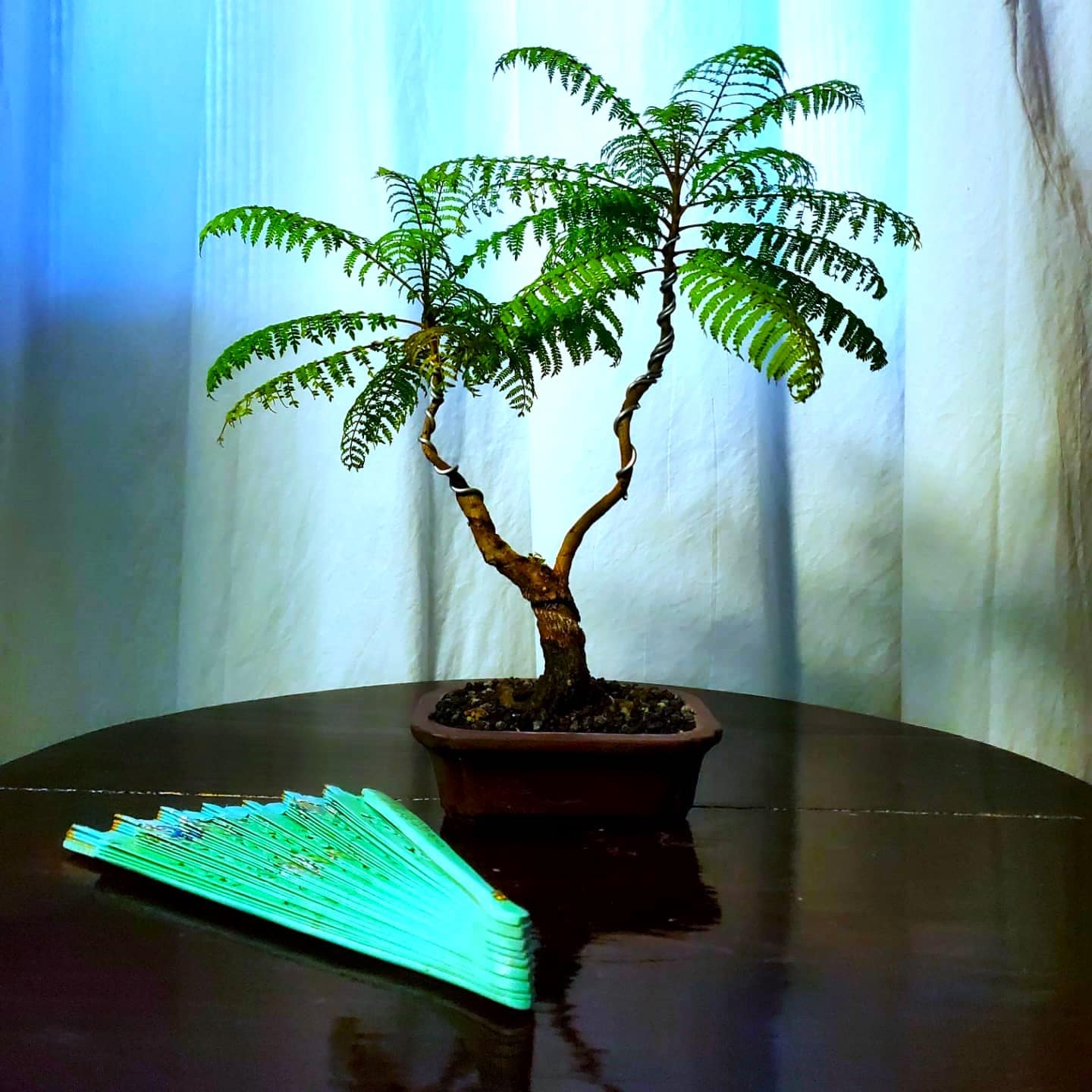 blue jacaranda bonsai tree growing