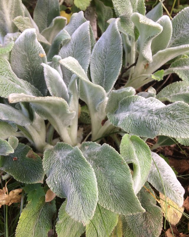 lambs ear plant