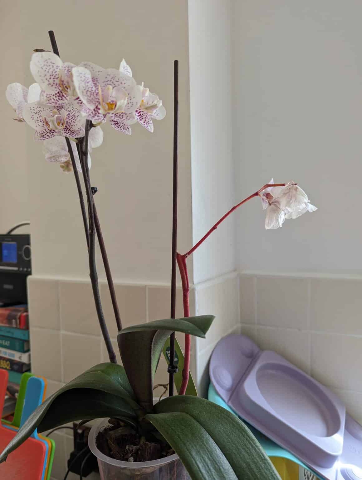 Orchid Stem Turning Red Aesthetic Or Problem 5 Reasons 