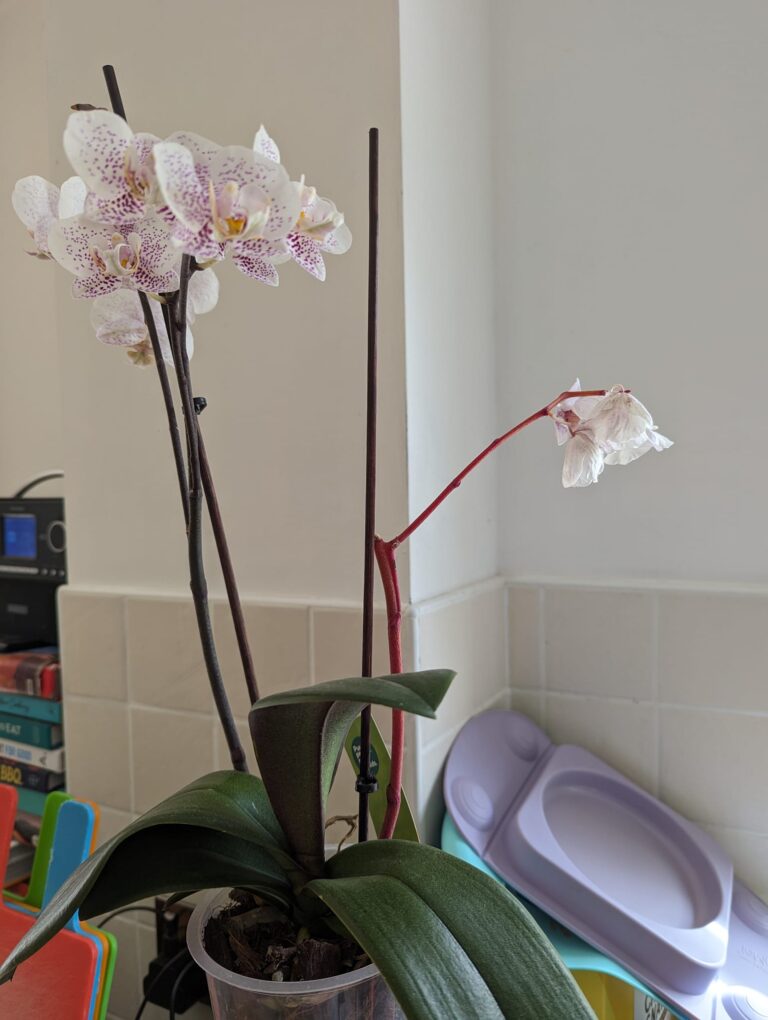 Orchid Stem Turning Red Aesthetic or Problem? [5+ Reasons]